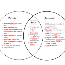 Meiosis mitosis venn diagram vs between similarities differences choose board fill teacherspayteachers preview