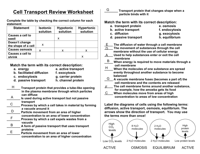 Transport worksheet membrane cell reviewed curated