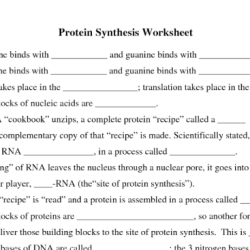 Protein synthesis crossword puzzle answers