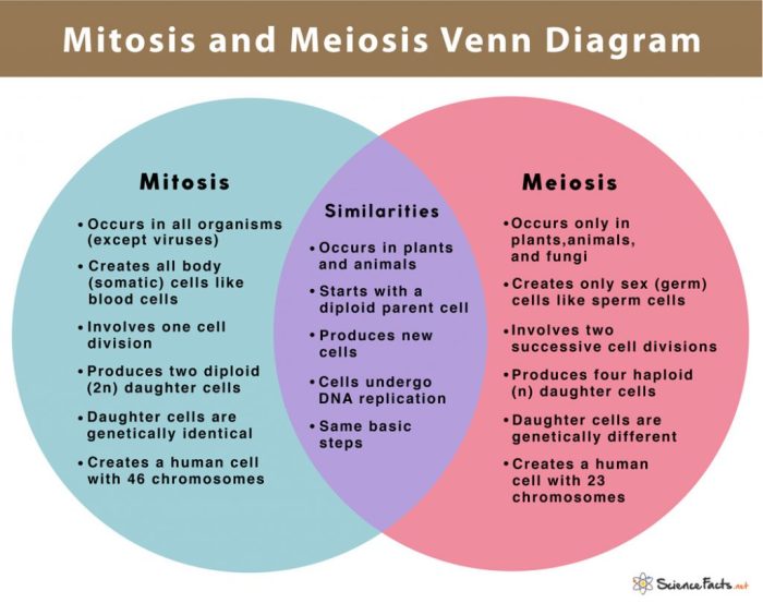 Venn diagram of meiosis and mitosis