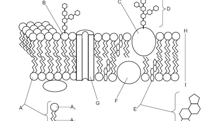 Cell membrane and cell transport worksheet