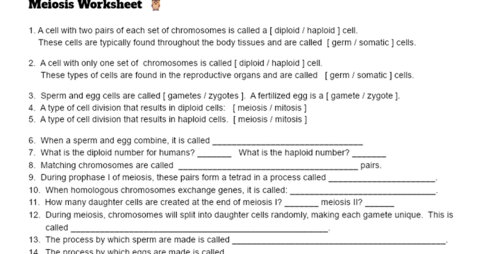 Mitosis and meiosis review worksheet