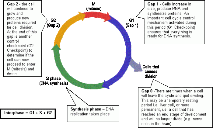 Cell environments worksheet answer key