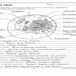 Cell environments worksheet answer key