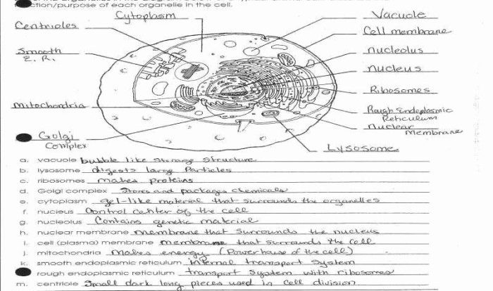 Cell environments worksheet answer key