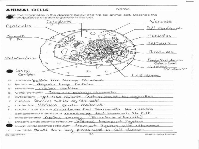 Cell environments worksheet answer key