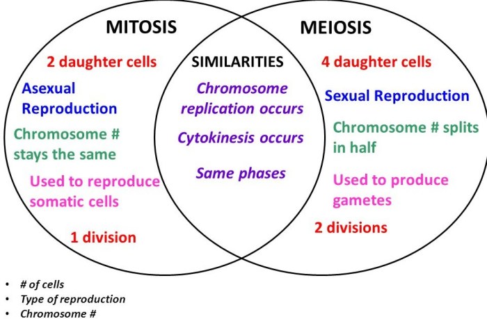 Mitosis venn meiosis vs diagram compare contrast biology cells comparing cell worksheet key diagrams biological diversity worksheets somatic visit daughter