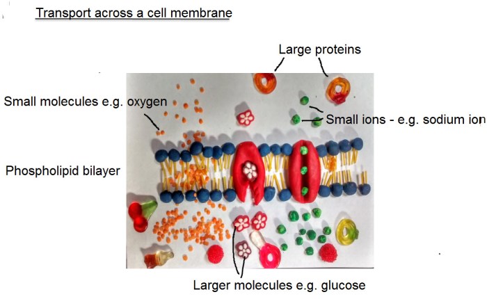 Cell membrane and cell transport worksheet