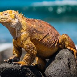 Después de ver: las islas galápagos