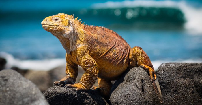 Después de ver: las islas galápagos