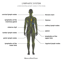 What is the importance of lymph milady