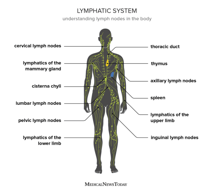 What is the importance of lymph milady