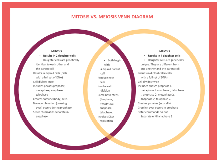 Meiosis mitosis venn diagram