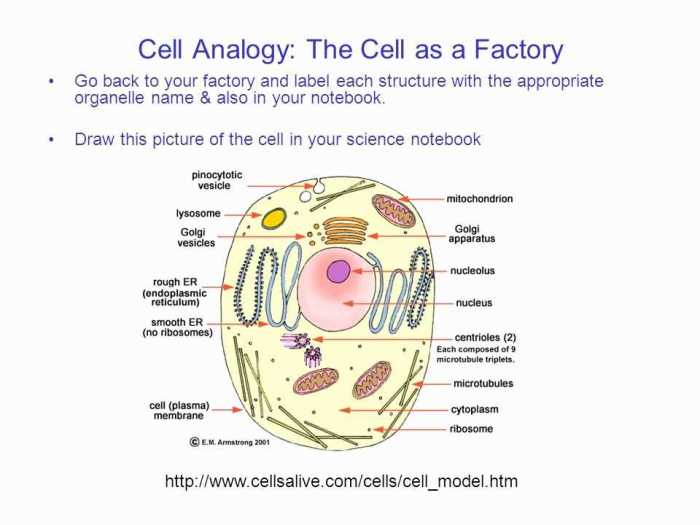 Cell environments worksheet answer key