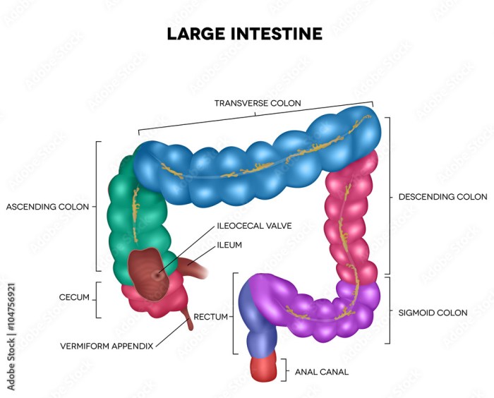 Related to part of the small intestine crossword