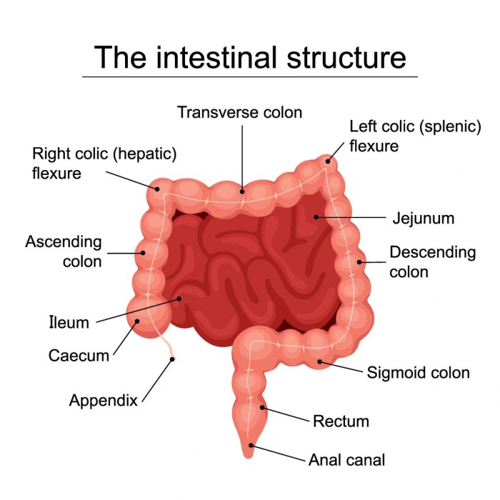 Ileocecal ileum valve caecum colon ileo valvola intestino appendice cecum