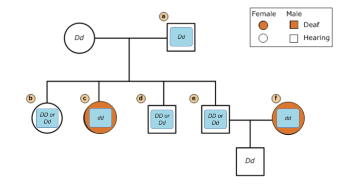 Learning through art human pedigree analysis