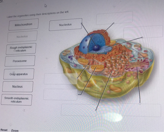 Label the organelles using their descriptions on the left.