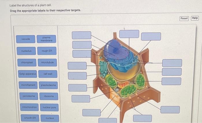 Eukaryotic animal structure typical cell cells biology diagram organelles part membrane dna structures do nucleus which proteins ribosomes protein wall