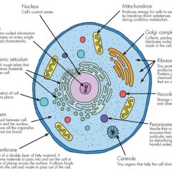 Functions cell organelles organelle worksheet matching plant cells structure parts animal worksheets function science answer biology key answers pdf eukaryotic