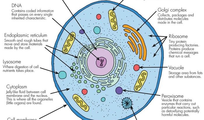 Functions cell organelles organelle worksheet matching plant cells structure parts animal worksheets function science answer biology key answers pdf eukaryotic