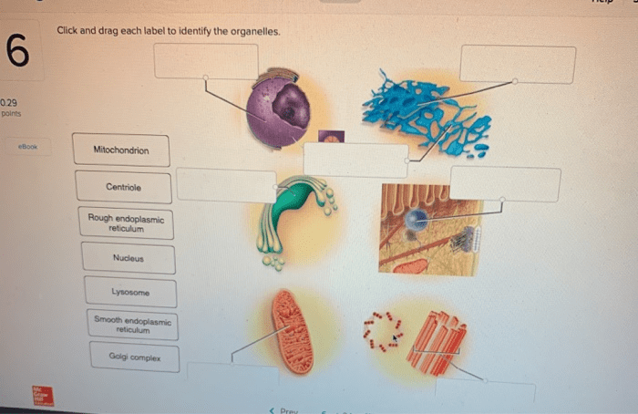 Label the organelles using their descriptions on the left.